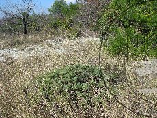 Астраканта колючковидная 002